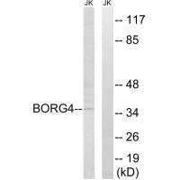BORG4 Antibody