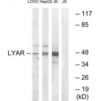 LYAR Antibody
