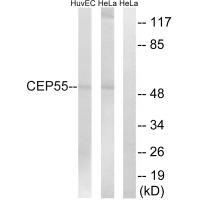 CEP55 Antibody