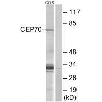 CEP70 Antibody