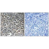 CBLN4 Antibody