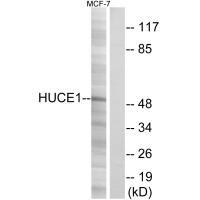 HUCE1 Antibody