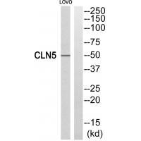 CLN5 Antibody 