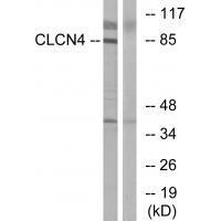 CLCN4 Antibody