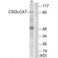 CSGLCAT Antibody
