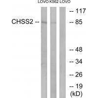 CHSS2 Antibody