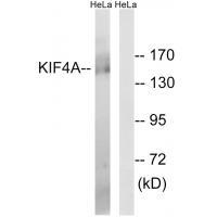KIF4A Antibody
