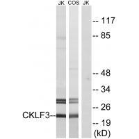 CKLF3 Antibody