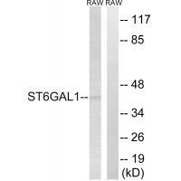ST6GAL1 Antibody