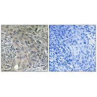 COPZ1 Antibody