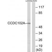 CCDC102A Antibody