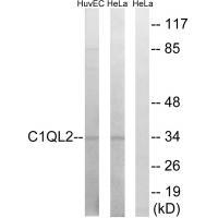 C1QL2 Antibody