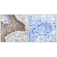 C1QBP Antibody