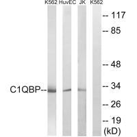 C1QBP Antibody