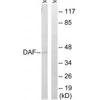 CD55 Antibody
