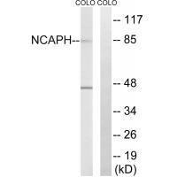 NCAPH Antibody