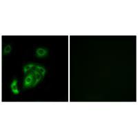 CNTN5 Antibody