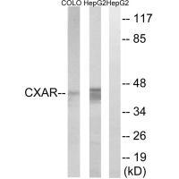 CXADR Antibody