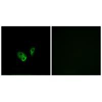 CNGA2 Antibody