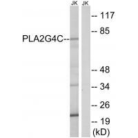 PLA2G4C Antibody