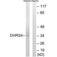 DHRS4 Antibody
