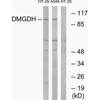 DMGDH Antibody