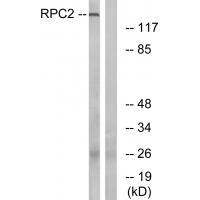 RPC2 Antibody