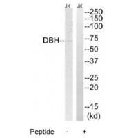DBH Antibody