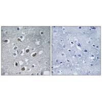 MARCH4 Antibody