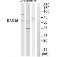 RAD18 Antibody