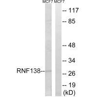RNF138 Antibody
