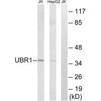 UBR1 Antibody