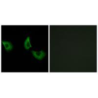 EFEMP2 Antibody