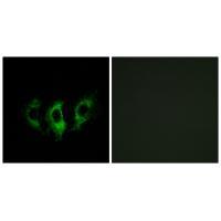 GFM2 Antibody