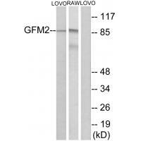 GFM2 Antibody