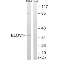 ELOVL4 Antibody