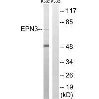 EPN3 Antibody