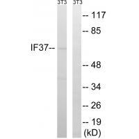EIF3D Antibody