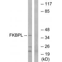 FKBPL Antibody