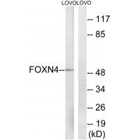 FOXN4 Antibody