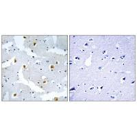 FMN2 Antibody