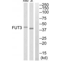 FUT3 Antibody