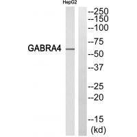 GABRA4 Antibody