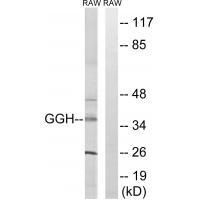 GGH Antibody