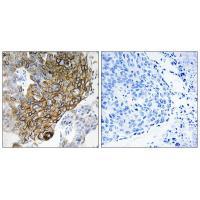 GJA3 Antibody