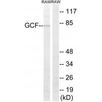 GCF Antibody