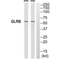 GLRB Antibody 