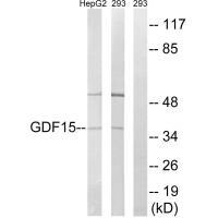 GDF15 Antibody
