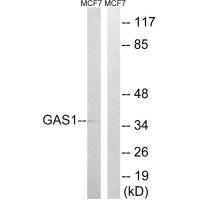 GAS1 Antibody