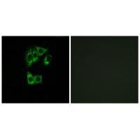 GIMAP2 Antibody